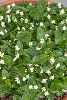 <em>Maianthemum bifolium kamschaticum</em>